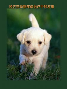 经方在动物疾病治疗中的应用 
