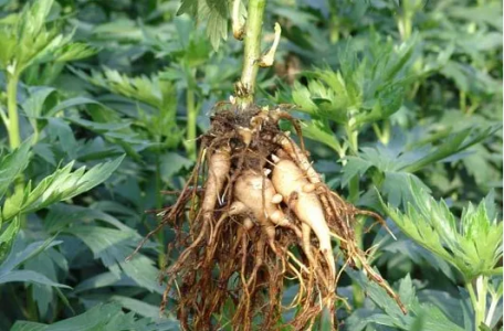 表证的阴阳（上)——李雪林 